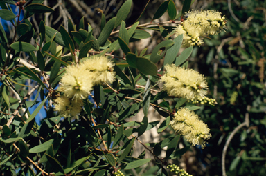 APII jpeg image of Melaleuca quinquenervia  © contact APII