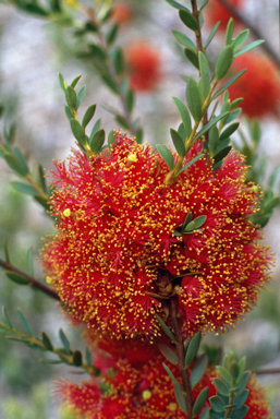 APII jpeg image of Melaleuca fulgens subsp. sleedmanii  © contact APII