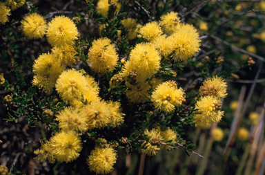 APII jpeg image of Melaleuca thymoides  © contact APII