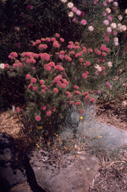 APII jpeg image of Melaleuca trichophylla  © contact APII