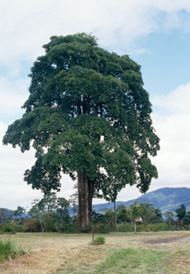 APII jpeg image of Alstonia scholaris  © contact APII