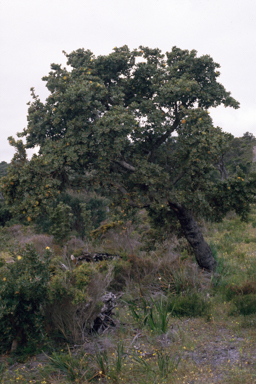 APII jpeg image of Banksia ilicifolia  © contact APII