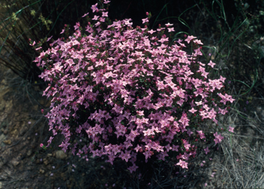 APII jpeg image of Boronia edwardsii  © contact APII