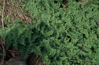 APII jpeg image of Cheilanthes austrotenuifolia  © contact APII