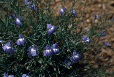 APII jpeg image of Lobelia  © contact APII