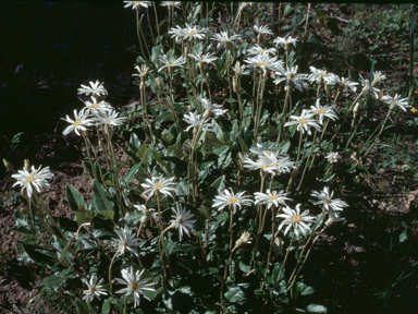 APII jpeg image of Olearia grandiflora  © contact APII