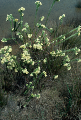 APII jpeg image of Pimelea octophylla  © contact APII