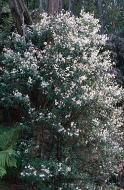 APII jpeg image of Prostanthera lasianthos  © contact APII