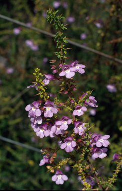 APII jpeg image of Prostanthera spinosa  © contact APII