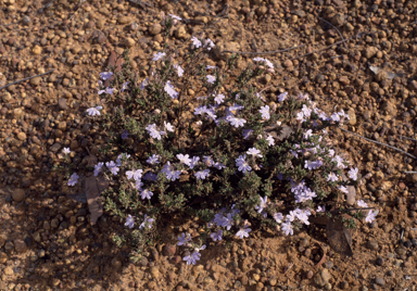 APII jpeg image of Scaevola linearis var. confertifolia  © contact APII