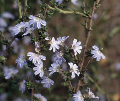 APII jpeg image of Scaevola linearis var. confertifolia  © contact APII