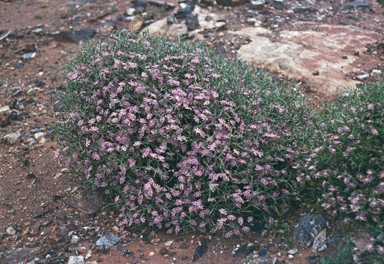 APII jpeg image of Scaevola oxyclona  © contact APII