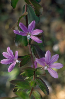 APII jpeg image of Scaevola platyphylla  © contact APII