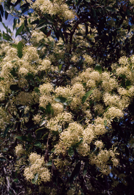 APII jpeg image of Stenocarpus salignus  © contact APII