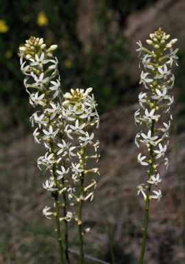 APII jpeg image of Stackhousia aspericocca  © contact APII