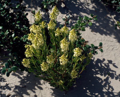 APII jpeg image of Stackhousia spathulata  © contact APII