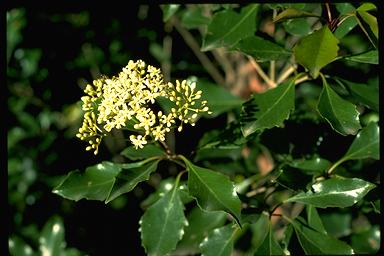 APII jpeg image of Auranticarpa rhombifolia  © contact APII