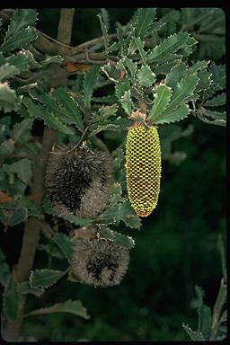 APII jpeg image of Banksia lemanniana  © contact APII