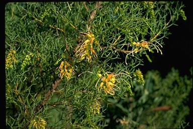 APII jpeg image of Grevillea dielsiana  © contact APII