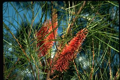 APII jpeg image of Hakea bucculenta  © contact APII