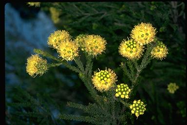 APII jpeg image of Kunzea ericifolia  © contact APII