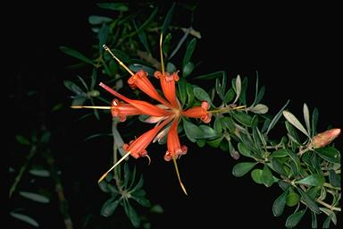 APII jpeg image of Lambertia inermis  © contact APII