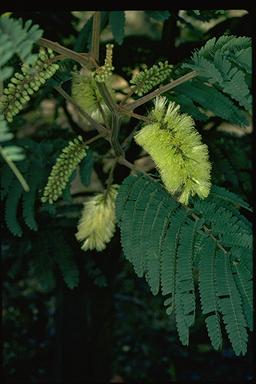 APII jpeg image of Paraserianthes lophantha subsp. lophantha  © contact APII