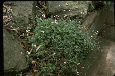 APII jpeg image of Pseuderanthemum variabile  © contact APII