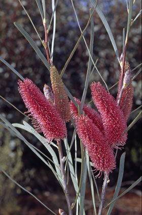 APII jpeg image of Hakea francisiana  © contact APII