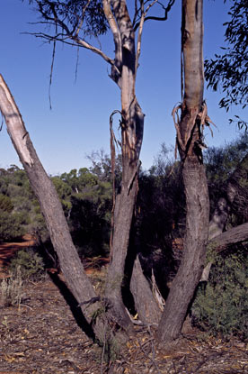 APII jpeg image of Eucalyptus balladoniensis subsp. sedens  © contact APII