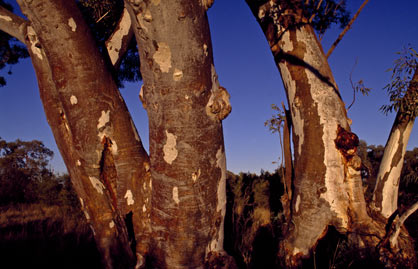 APII jpeg image of Eucalyptus camaldulensis subsp. arida  © contact APII