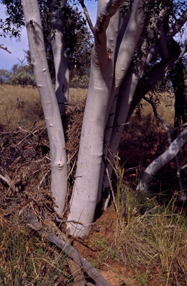 APII jpeg image of Corymbia ferriticola  © contact APII