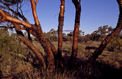 APII jpeg image of Eucalyptus glomerosa  © contact APII