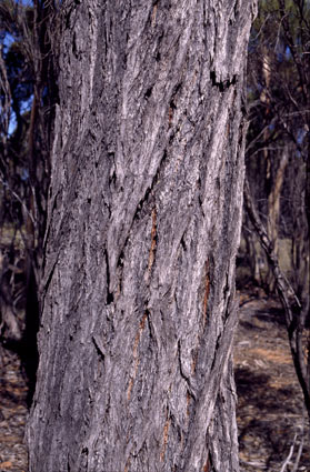 APII jpeg image of Eucalyptus indurata  © contact APII