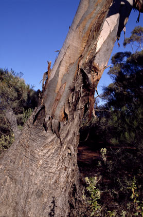 APII jpeg image of Eucalyptus moderata  © contact APII