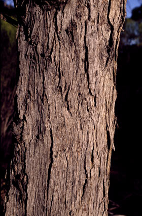 APII jpeg image of Eucalyptus oleosa subsp. oleosa  © contact APII