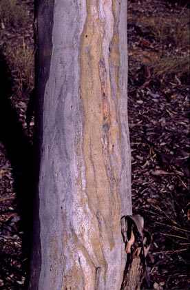 APII jpeg image of Eucalyptus optima  © contact APII