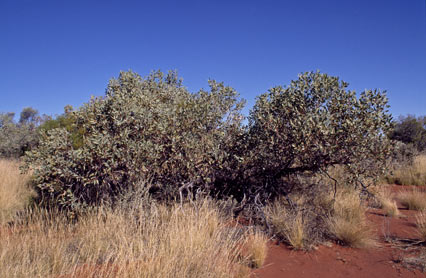 APII jpeg image of Eucalyptus oxymitra  © contact APII