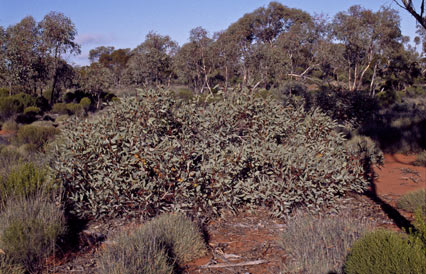 APII jpeg image of Eucalyptus pimpiniana  © contact APII