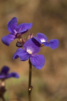 APII jpeg image of Lindernia lobelioides  © contact APII