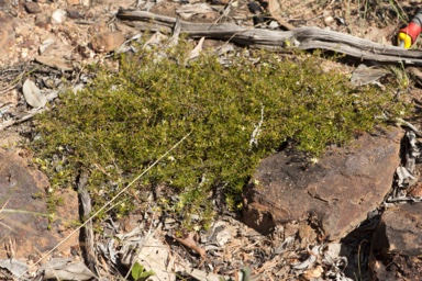 APII jpeg image of Boronia decumbens  © contact APII