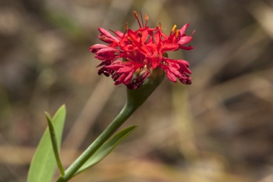 APII jpeg image of Pimelea punicea  © contact APII