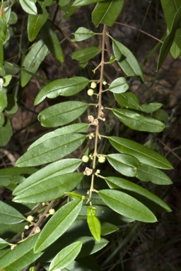 APII jpeg image of Boronia lanceolata  © contact APII