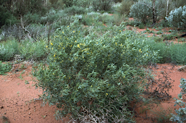 APII jpeg image of Senna artemisioides subsp. zygophylla  © contact APII