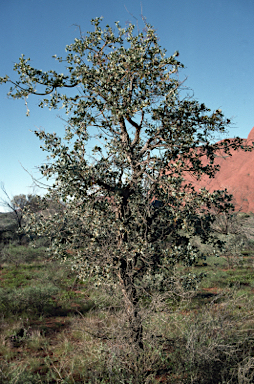 APII jpeg image of Acacia inaequilatera  © contact APII