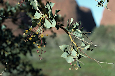 APII jpeg image of Acacia inaequilatera  © contact APII