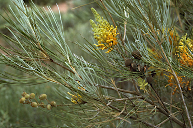 APII jpeg image of Grevillea juncifolia subsp. juncifolia  © contact APII