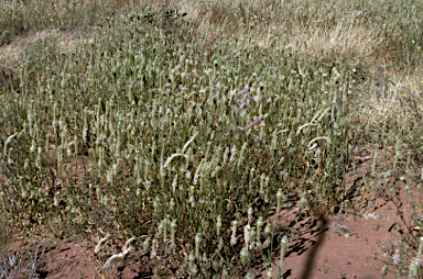 APII jpeg image of Ptilotus polystachyus  © contact APII