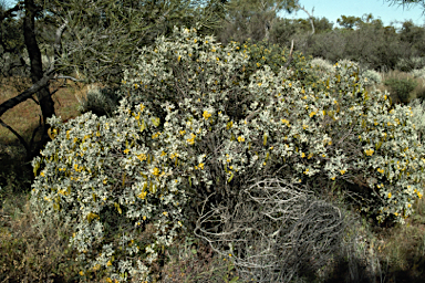 APII jpeg image of Senna artemisioides subsp. helmsii  © contact APII