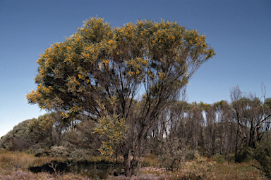 APII jpeg image of Acacia ammobia  © contact APII